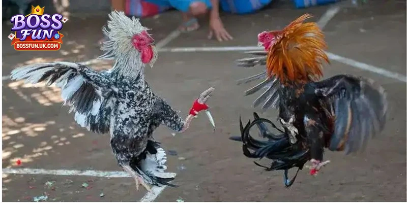 cách đặt cược đá gà trực tiếp Thomo tại BOSSFUN