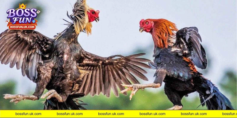 Các bước tham gia sảnh đá gà tại nhà cái