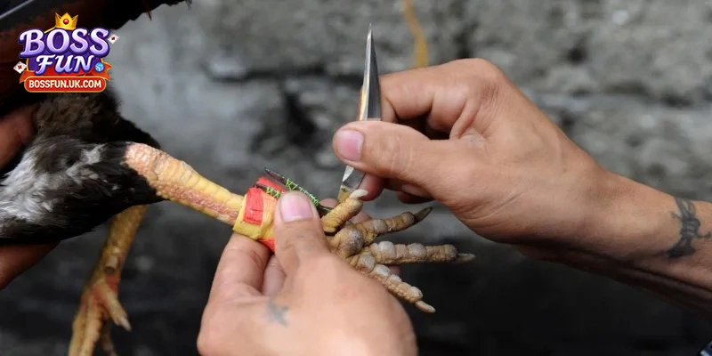 Đá gà cựa dao là gì?