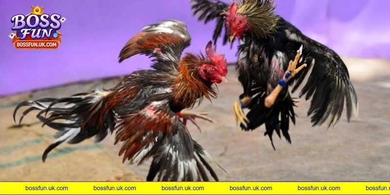 Đá gà tre có sự tốc độ và linh hoạt cao