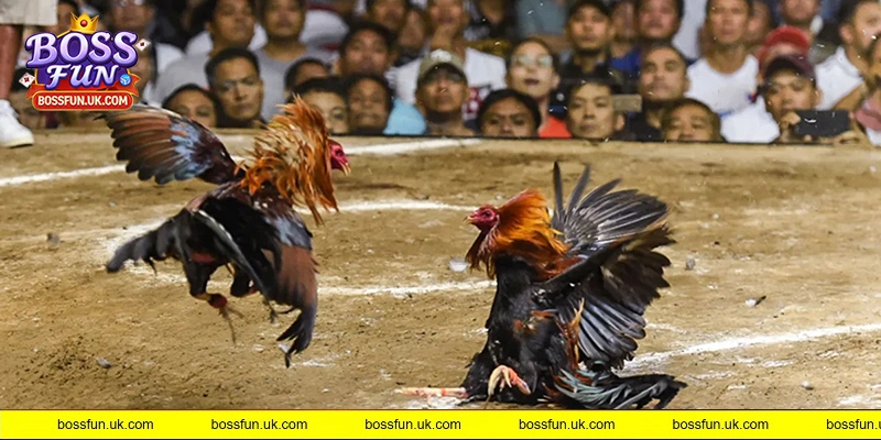 Đôi nét giới thiệu về sảnh đá gà BOSSFUN