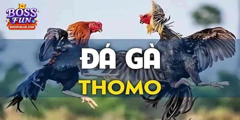 Đôi nét về đá gà trực tiếp Thomo