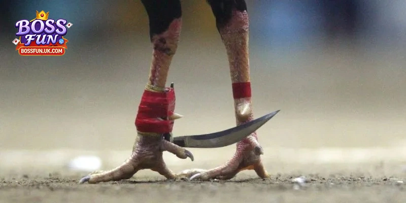 Luật chơi đá gà cựa dao chi tiết