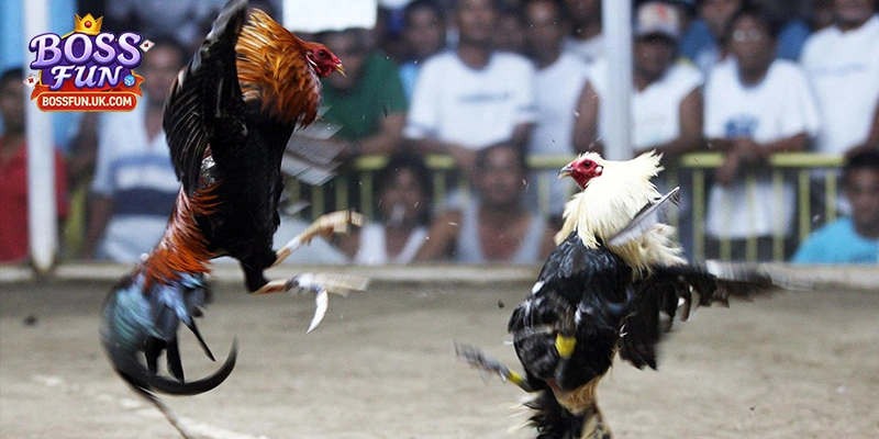 Chú ý quan trọng khi chơi đá gà cựa dao